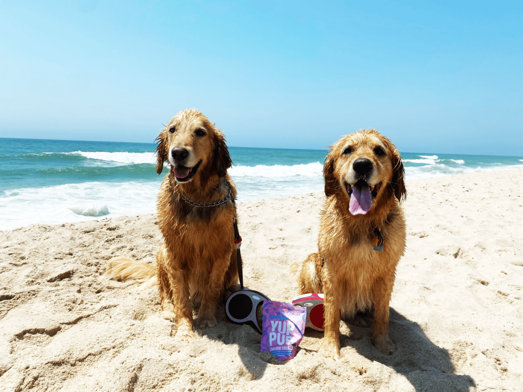 dogs on beach
