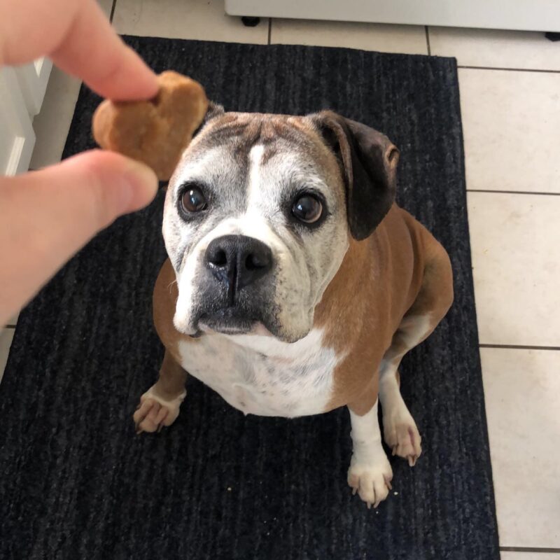 Pitbull and calming chew for dogs