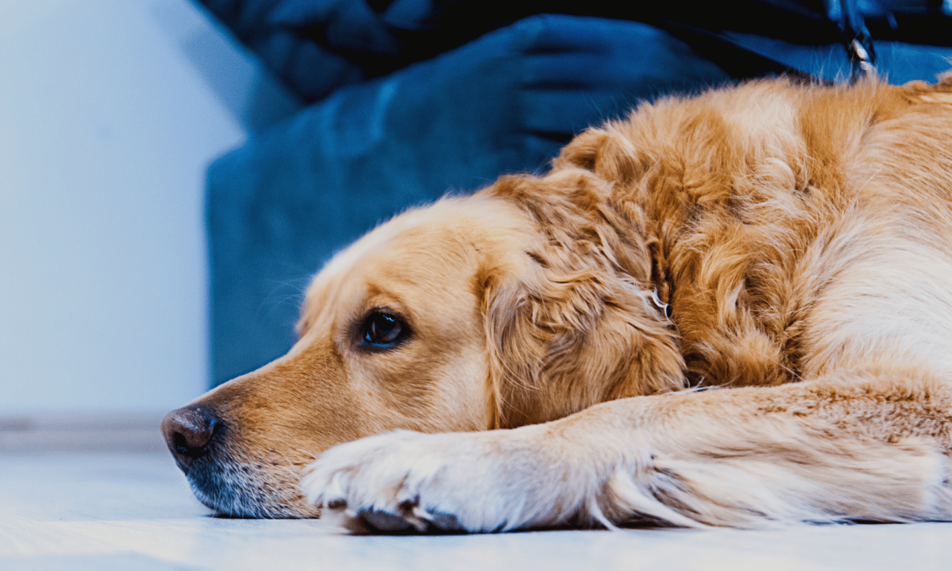 dogs with separation anxiety