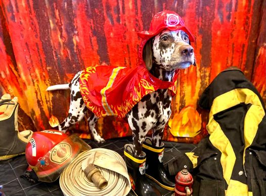dog costume