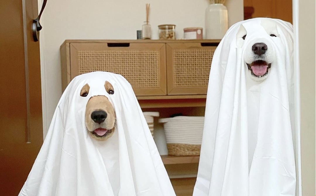 halloween dog