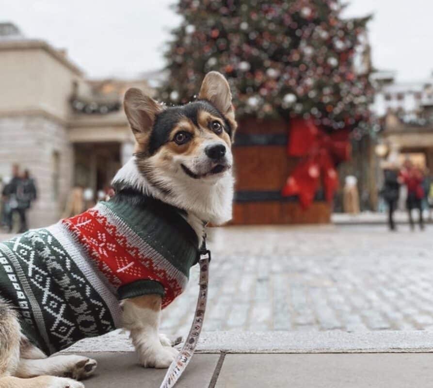 holiday dog