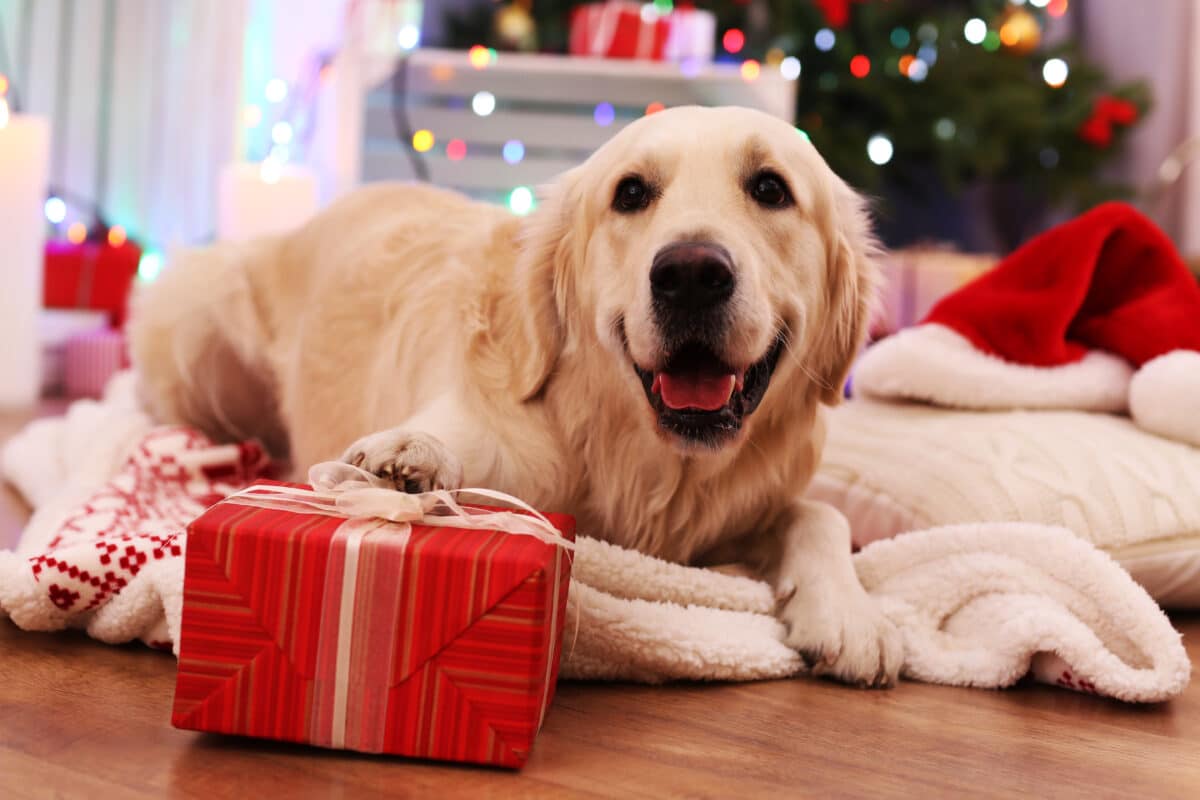 dog christmas