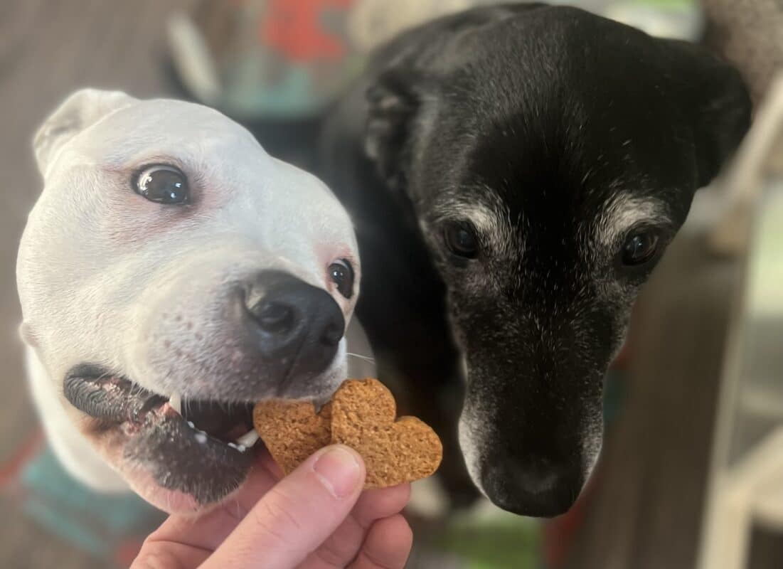 cbd for dogs