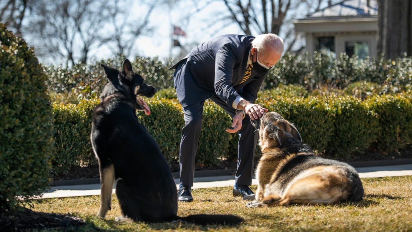 Biden's first-dogs