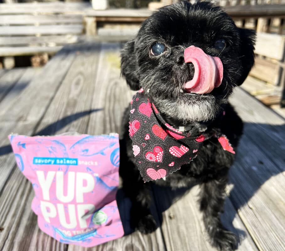 valentine's day with dogs