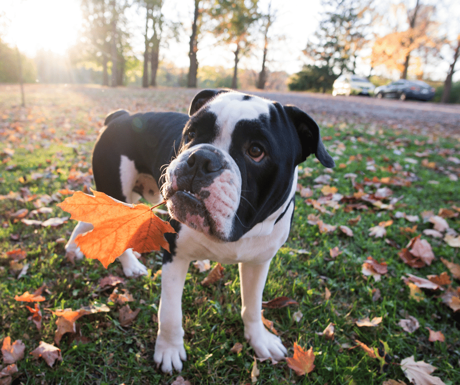 thanksgiving with dogs