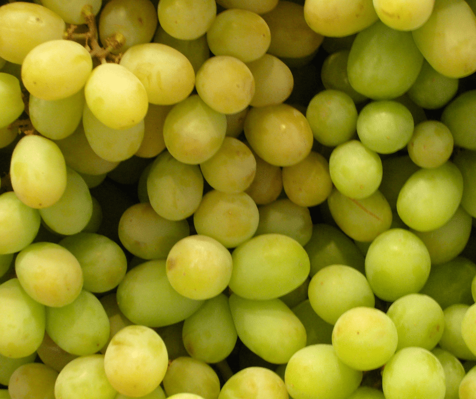 are grapes safe for dogs