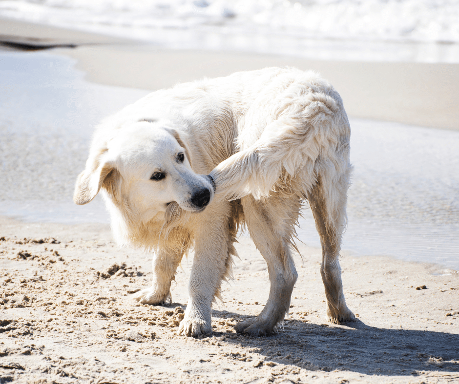 dog tail chase