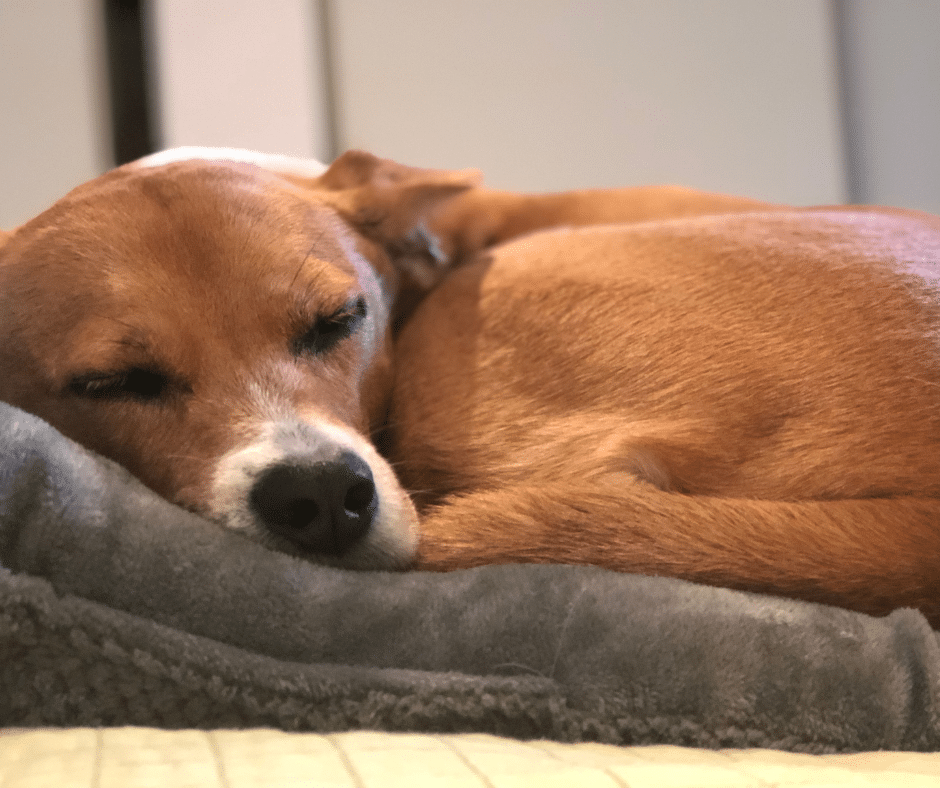 do dogs dream