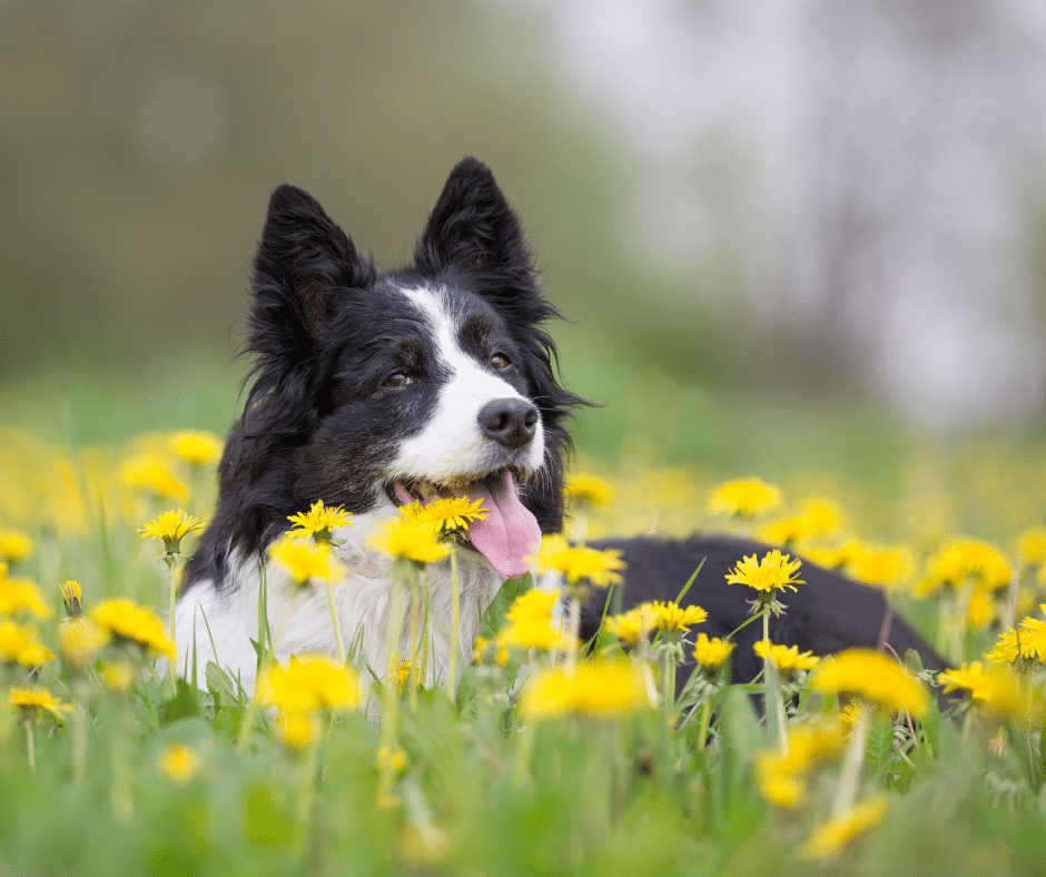 seasonal dog health